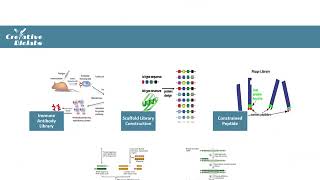 Phage Display Technology  Creative Biolabs Original Version [upl. by Adihsar]