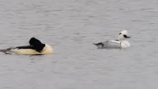 Smew in Lancashire  January 2024  Record Clips [upl. by Philpot]