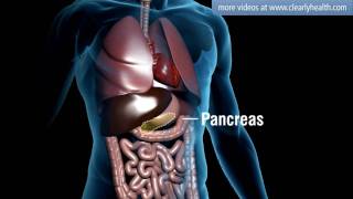 Diabetes How insulin works [upl. by Dippold]