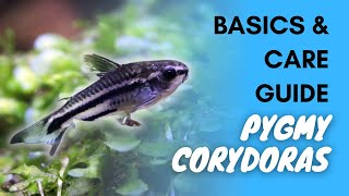 Pygmy Corydoras Basics And Care Guide [upl. by Gabriello955]