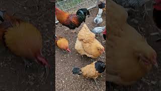 cockchafer grub feeding chickens viral viralvideo farming chicken chickens johndeere farmer [upl. by Rysler835]