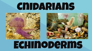 Cnidarians and Echinoderms [upl. by Colan]