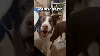 He’s just GOOD BOY dog doglover rescuedog shorts cute funny cuteanimal pet puppy [upl. by Hillary]