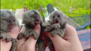 The cutest creatures  Marmoset Monkey [upl. by Anial472]