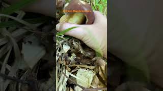 Boletus ReticulatusJuly 2024 asmr asmrmushrooms fungi boletus porchini mushroomhunting [upl. by Fabien]