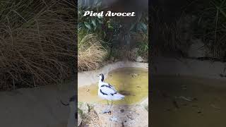 Pied Avocet bird foryou piedavocent birds youtubeshorts [upl. by Yenalem]