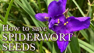 How to Save Spiderwort Seeds  Perennial Flower Seeds to Collect  Virginia amp Ohio Spiderwort [upl. by Arbrab]