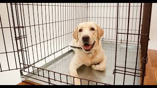 Letting Your Dog Out of the Crate  Talking Dogs Radio Show [upl. by Lain]