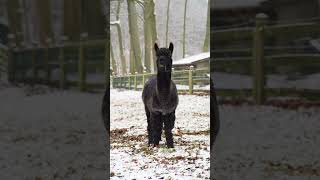 Happy Llamas llamas cuteshorts youtubeshorts [upl. by Alister]