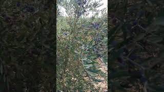 Arbequina zeytin zeytin arbequina nature olive farming zeytinyağı oliveoil garden shorts [upl. by Rose]