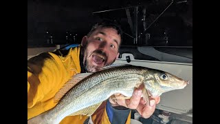 Gold Coast Summer Whiting digging bloodworms amp overnight fishing April 2024 goldcoast whiting [upl. by Octavian]