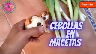 COMO CULTIVAR CEBOLLAS EN MACETAS  COMO SEMBRAR CEBOLLAS EN TU CASA [upl. by Thurstan79]