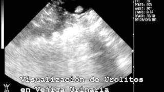 Ultrasonido de vejiga Urinaria en perro con urolitiasis Veterinaria Cuernavacaavi [upl. by Ssilb]