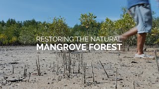 Restoring The Natural Mangrove Forest [upl. by Naujat881]