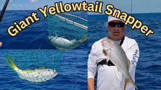 Giant Yellowtail Snapper How To Master The Art Of Reef Fishing In The Florida Keys [upl. by Regni]