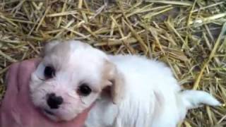 Silver Paw Kennels Available Cavachon Puppies [upl. by Columbyne]