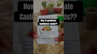 How to germinate Cauliflower seed at home tbb cauliflower seedgermination [upl. by Deacon]