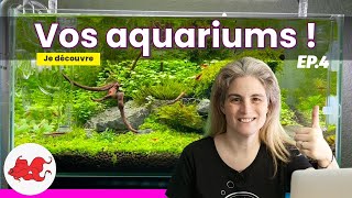 Vos aquariums Ep4 [upl. by Ximenez]