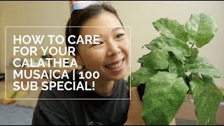 HOUSEPLANT CARE CALATHEA MUSAICA quotNETWORKquot  100 Subscribers [upl. by Enyallij]