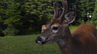 Les Pourvoiries de la CôteNord  Safari Anticosti [upl. by Teece838]