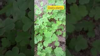 please subscribe 🙏🏻 oxalis plants farming vlogeer plants kha [upl. by Apollus]