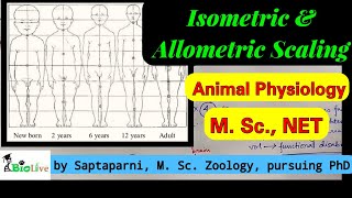 Isometric and Allometric Scaling [upl. by Lartnom765]