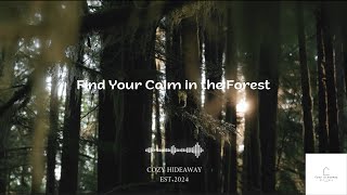 Soft Jazz Music for Relaxation Find Your Calm in the Forest [upl. by Eeznyl]