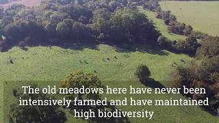 Fulbourn Fen Nature Reserve Drone Aerial Tour [upl. by Gimble]