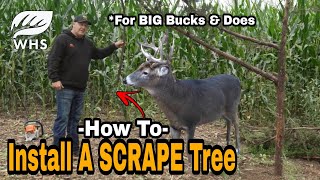 How To Install A Scrape Tree [upl. by Anhcar]