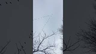 Geese Flying In V Formation [upl. by Aronoh621]