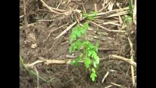 Moringa production farm Ghana [upl. by Marquita152]