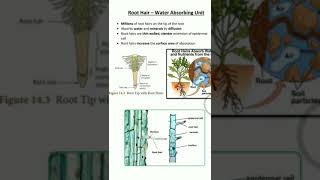 Std 10 Biology Unit 14 – Root hair Pathway of water amp Types of movement of water [upl. by Stelle]