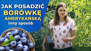 Borówka amerykańska  jak ją posadzić żeby pięknie owocowała [upl. by Melba576]