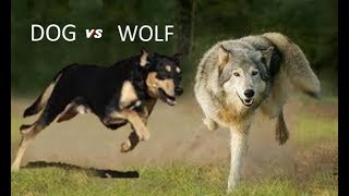 Dog Vs Wolf Comparison [upl. by Nerual]