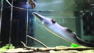 The Aba Aba Knifefish  Feeding Indian Mackerel [upl. by Womack]