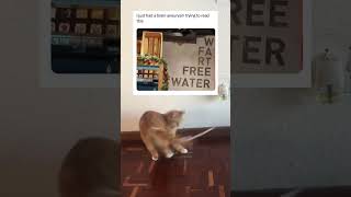 Chasing my tail gave me a brain aneurysm meme memesdaily memesvideo cat gingercat ginger [upl. by Eadrahs]