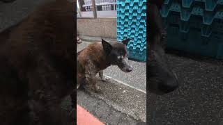 Cute Dog in Taiwan [upl. by Aivizt435]