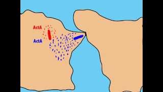 The intracellular life cycle of Listeria monocytogenes  Fabian Ortega [upl. by Laen]