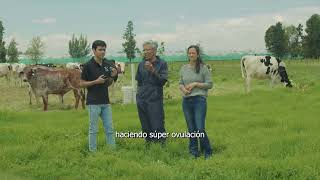 Los expertos numero uno en trasferencia de embriones 🧬🐄 JAIME OSPINA CLAUDIA NEME [upl. by Nester]