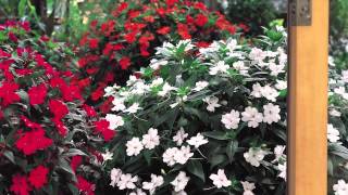 SunPatiens® Impatiens at Home [upl. by Newsom]