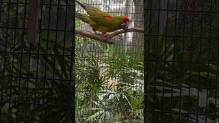 The redfronted macaw is a mediumsized parrot native to a small region in Bolivia [upl. by Terej]