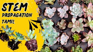 How to Propagate Succulents  Tamil [upl. by Eugenia]