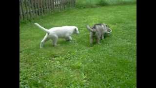 Tayas pups White Silver sable BlackSilver Longcoat German Shepherd Puppies AKC [upl. by Reld]