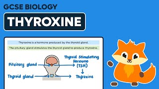 Thyroxine  GCSE Biology [upl. by Grinnell880]