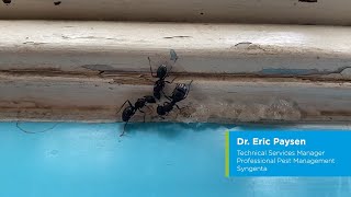 Controlling Carpenter Ants with Optigard Ant Gel Bait [upl. by Tubb]