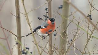 Gile Pyrrhula pyrrhula 21012024 Bullfinches 20240121 [upl. by Ardien]