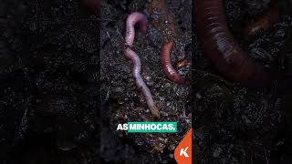 Introdução ao Reino Animal 🦑 [upl. by Day]