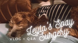 MY PUPPY GOT SURGERY  OUR EXPERIENCE VLOG amp QampA [upl. by Sesiom980]