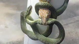 Snake And Tokay Gecko Wrapped Round Post [upl. by Twelve]