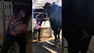 Holstein Friesian bull weighing over 1400 kg at Brownies Ranch [upl. by Udenihc]